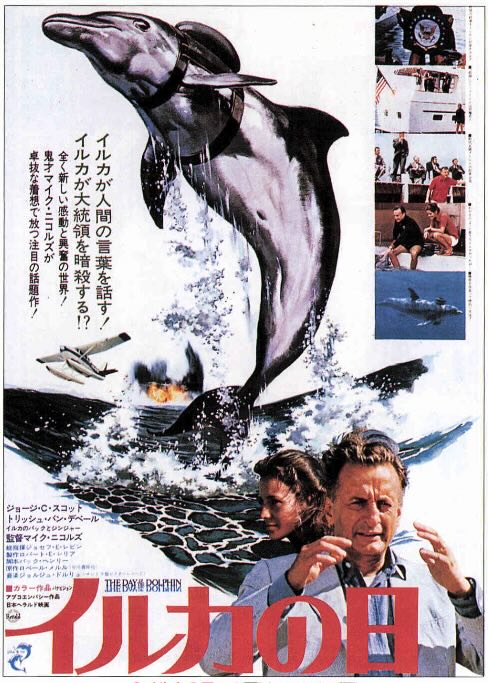 イルカの日